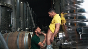 Men: Vineyard Secrets: Paddy and Manuel